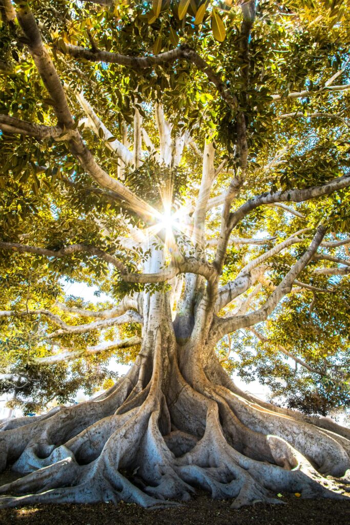 pexels-photo-6212885-6212885 Majestic banyan tree with sprawling roots and sunbeams through leaves.