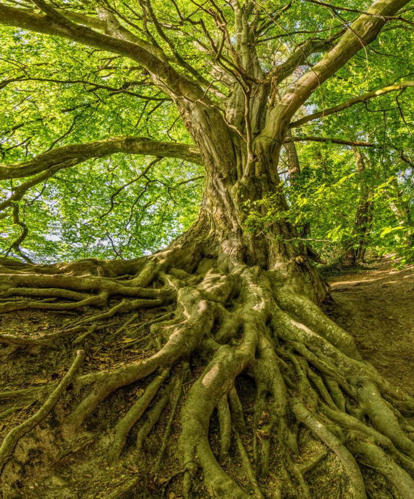 Captured in summer, a grand tree with sprawling roots offers a serene natural landscape.